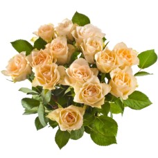 12 Cream Roses